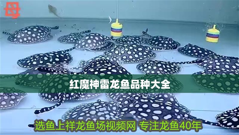 紅魔神雷龍魚品種大全