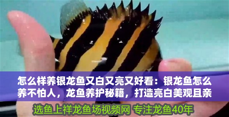 怎么樣養銀龍魚又白又亮又好看：銀龍魚怎么養不怕人，龍魚養護秘籍，打造亮白美觀且親人的觀賞魚