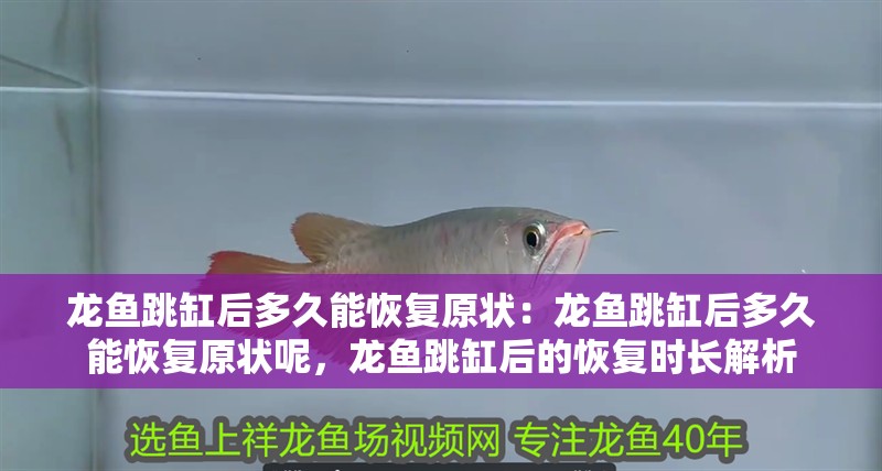 龍魚跳缸后多久能恢復原狀：龍魚跳缸后多久能恢復原狀呢，龍魚跳缸后的恢復時長解析