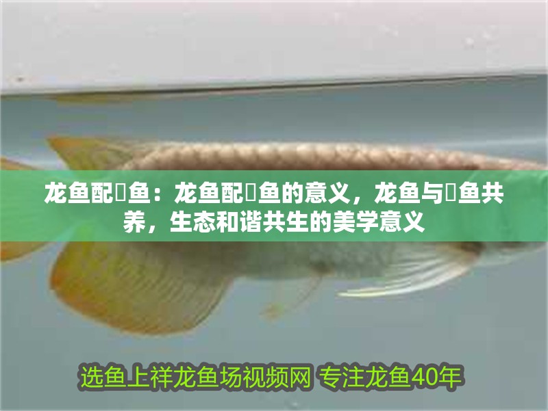 龍魚配魟魚：龍魚配魟魚的意義，龍魚與魟魚共養，生態和諧共生的美學意義