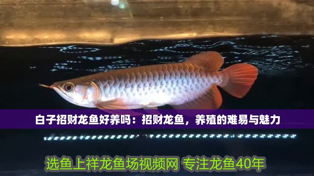 白子招財(cái)龍魚好養(yǎng)嗎：招財(cái)龍魚，養(yǎng)殖的難易與魅力