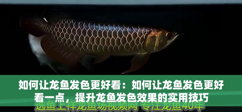 如何讓龍魚發色更好看：如何讓龍魚發色更好看一點，提升龍魚發色效果的實用技巧