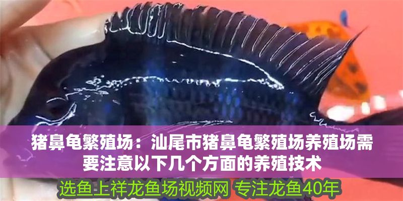 豬鼻龜繁殖場：汕尾市豬鼻龜繁殖場養殖場需要注意以下幾個方面的養殖技術