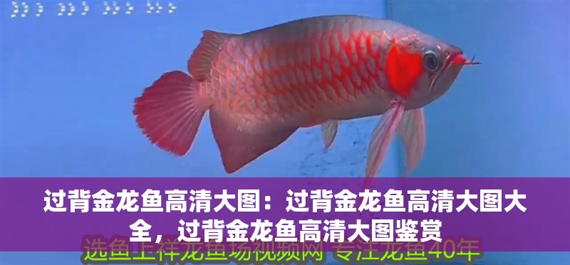 過背金龍魚高清大圖：過背金龍魚高清大圖大全，過背金龍魚高清大圖鑒賞