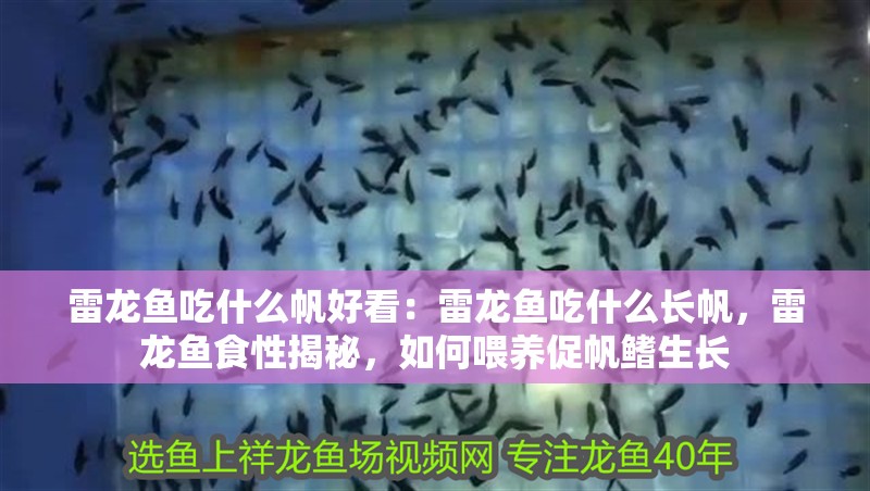 雷龍魚吃什么帆好看：雷龍魚吃什么長帆，雷龍魚食性揭秘，如何喂養促帆鰭生長
