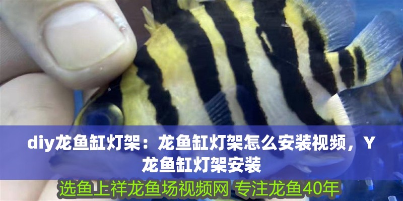 diy龍魚缸燈架：龍魚缸燈架怎么安裝視頻，Y龍魚缸燈架安裝