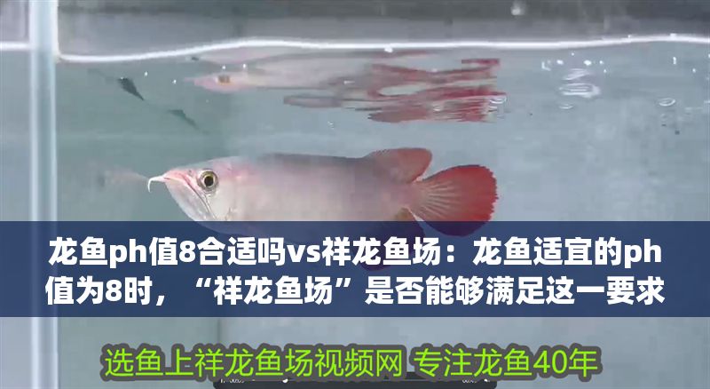龍魚ph值8合適嗎vs祥龍魚場：龍魚適宜的ph值為8時，“祥龍魚場”是否能夠滿足這一要求？