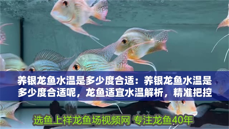 養銀龍魚水溫是多少度合適：養銀龍魚水溫是多少度合適呢，龍魚適宜水溫解析，精準把控養殖