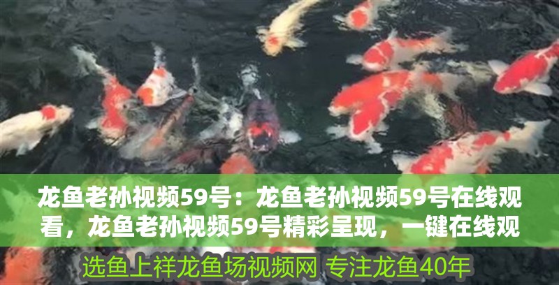 龍魚老孫視頻59號：龍魚老孫視頻59號在線觀看，龍魚老孫視頻59號精彩呈現，一鍵在線觀看