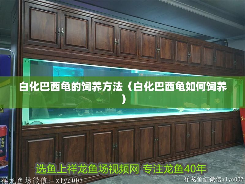 白化巴西龜的飼養方法（白化巴西龜如何飼養）