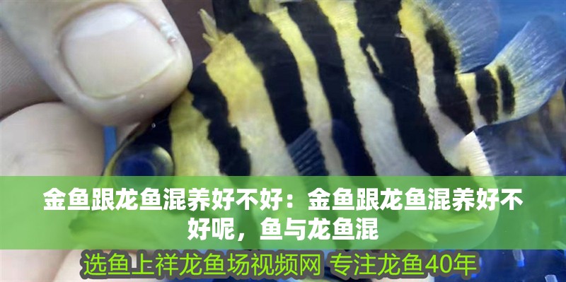 金魚跟龍魚混養(yǎng)好不好：金魚跟龍魚混養(yǎng)好不好呢，魚與龍魚混