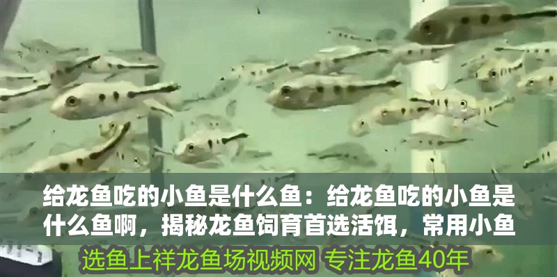 給龍魚吃的小魚是什么魚：給龍魚吃的小魚是什么魚啊，揭秘龍魚飼育首選活餌，常用小魚品種解析