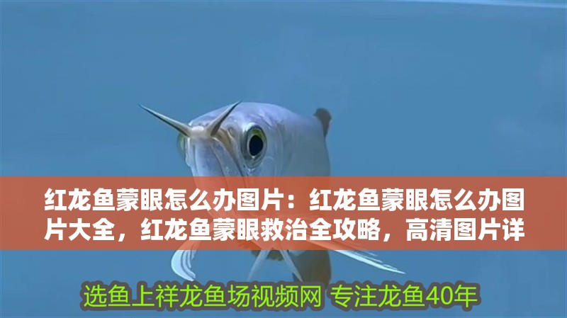 紅龍魚蒙眼怎么辦圖片：紅龍魚蒙眼怎么辦圖片大全，紅龍魚蒙眼救治全攻略，高清圖片詳解應對方法
