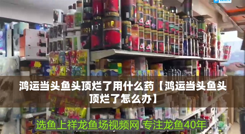 鴻運(yùn)當(dāng)頭魚頭頂爛了用什么藥【鴻運(yùn)當(dāng)頭魚頭頂爛了怎么辦】