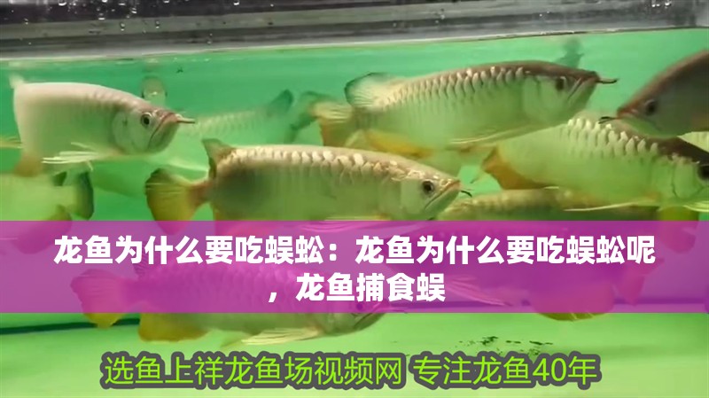 龍魚為什么要吃蜈蚣：龍魚為什么要吃蜈蚣呢，龍魚捕食蜈