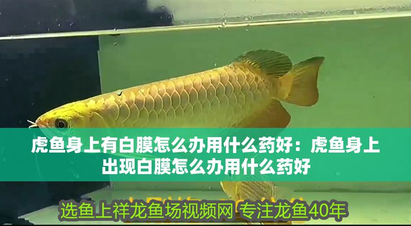 虎魚(yú)身上有白膜怎么辦用什么藥好：虎魚(yú)身上出現(xiàn)白膜怎么辦用什么藥好