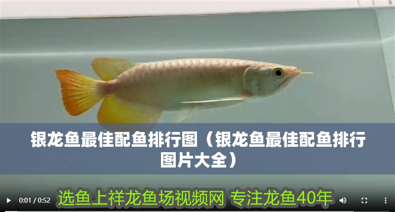 銀龍魚最佳配魚排行圖（銀龍魚最佳配魚排行圖片大全）