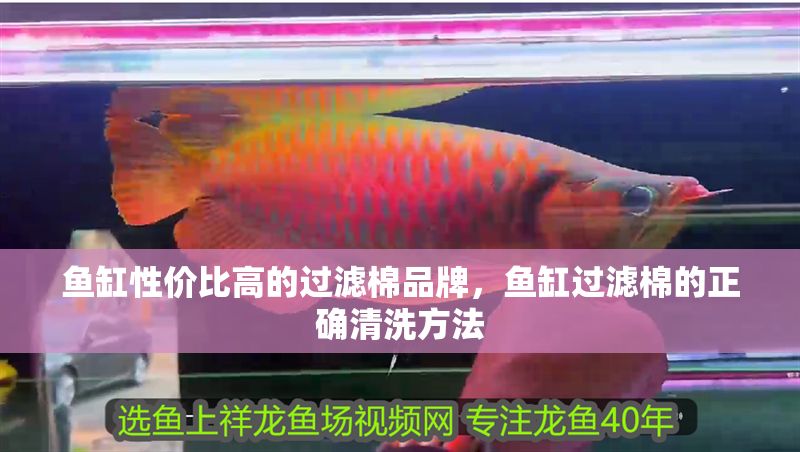 魚缸性價比高的過濾棉品牌，魚缸過濾棉的正確清洗方法