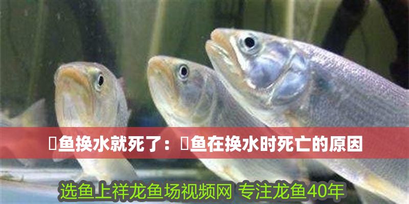 詳細(xì)閱讀:魟魚換水就死了:魟魚在換水時(shí)死亡的原因 魟魚換水就死了:魟魚在換水時(shí)死亡的原因