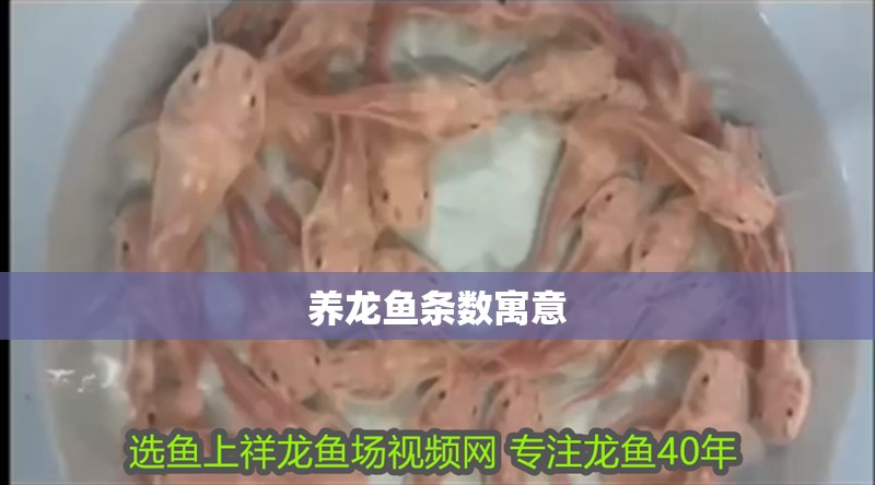 養龍魚條數寓意