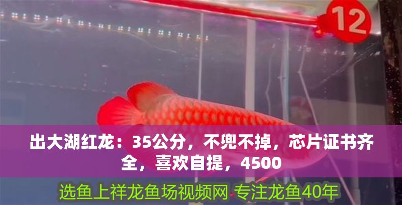 出大湖紅龍：35公分，不兜不掉，芯片證書齊全，喜歡自提，4500