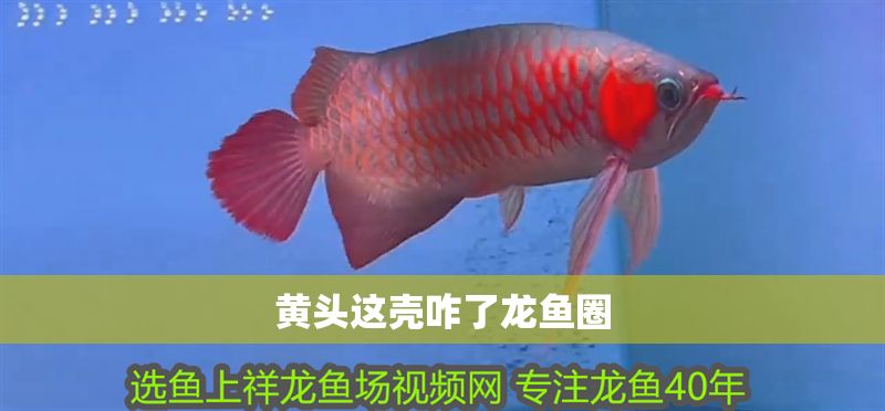 黃頭這殼咋了龍魚(yú)圈