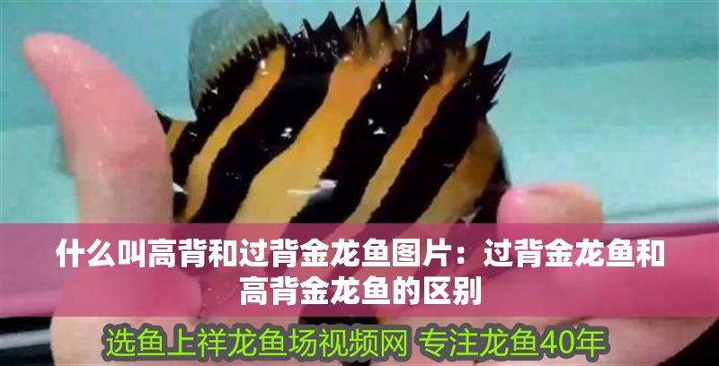 什么叫高背和過背金龍魚圖片：過背金龍魚和高背金龍魚的區別
