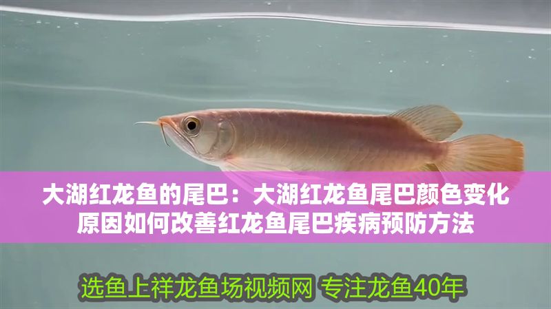 大湖紅龍魚的尾巴：大湖紅龍魚尾巴顏色變化原因如何改善紅龍魚尾巴疾病預防方法