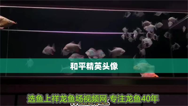 <strong><mark>和平</mark></strong>精英頭像