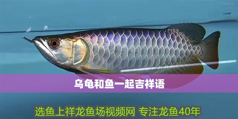 烏龜和魚一起吉祥語