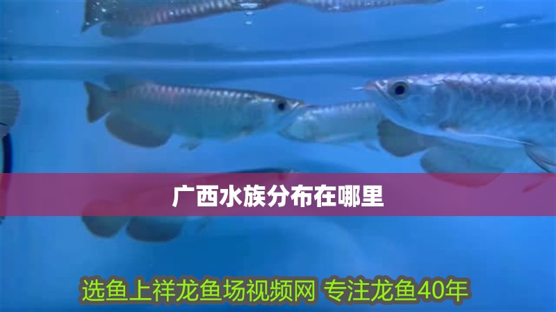 廣西水族分布在哪里