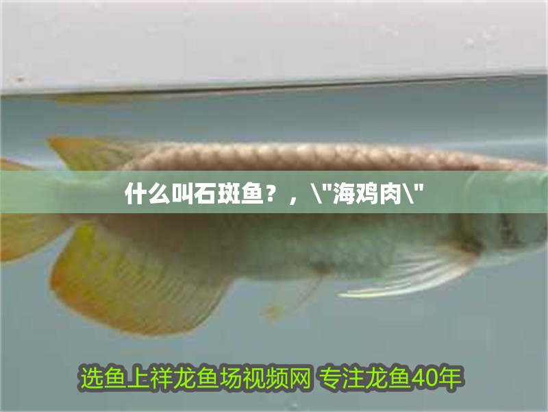 什么叫石斑魚？，\