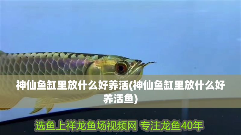 神仙魚(yú)缸里放什么好養(yǎng)活(神仙魚(yú)缸里放什么好養(yǎng)活魚(yú))