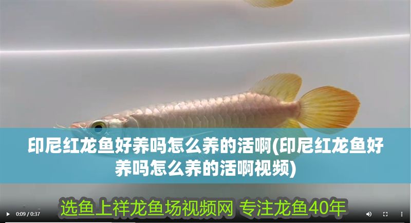 印尼紅龍魚(yú)好養(yǎng)嗎怎么養(yǎng)的活啊(印尼紅龍魚(yú)好養(yǎng)嗎怎么養(yǎng)的活啊視頻)