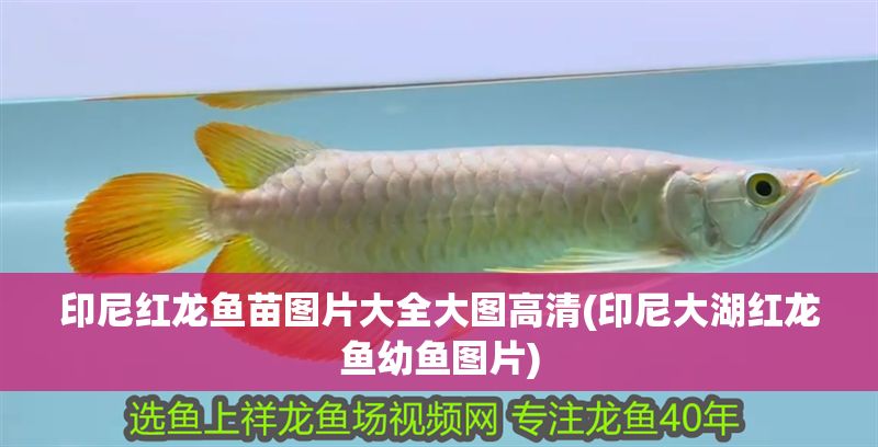 印尼紅龍魚苗圖片大全大圖高清(印尼大湖紅龍魚幼魚圖片)