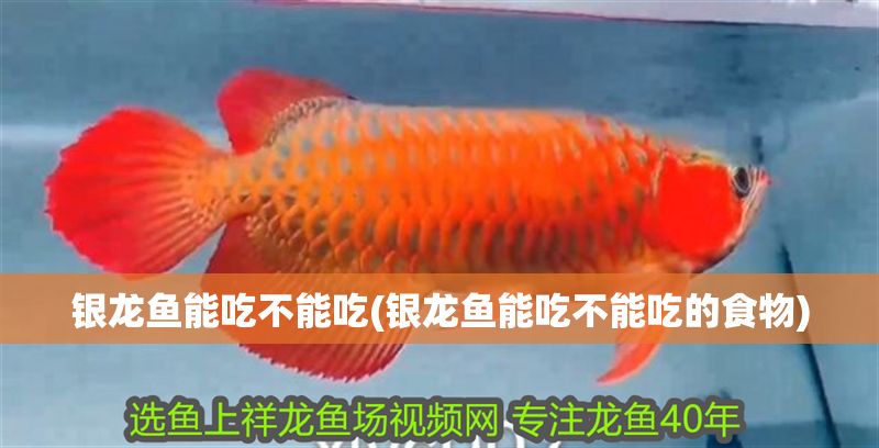 銀龍魚能吃不能吃(銀龍魚能吃不能吃的食物)
