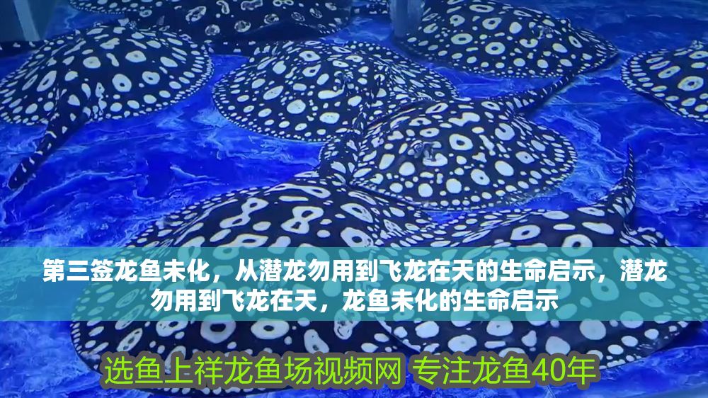 詳細閱讀:第三簽龍魚未化,從潛龍勿用到飛龍在天的生命啟示,潛龍勿用到飛龍在天,龍魚未化的生命啟示 第三簽龍魚未化,從潛龍勿用到飛龍在天的生命啟示,潛龍勿用到飛龍在天,龍魚未化的生命啟示