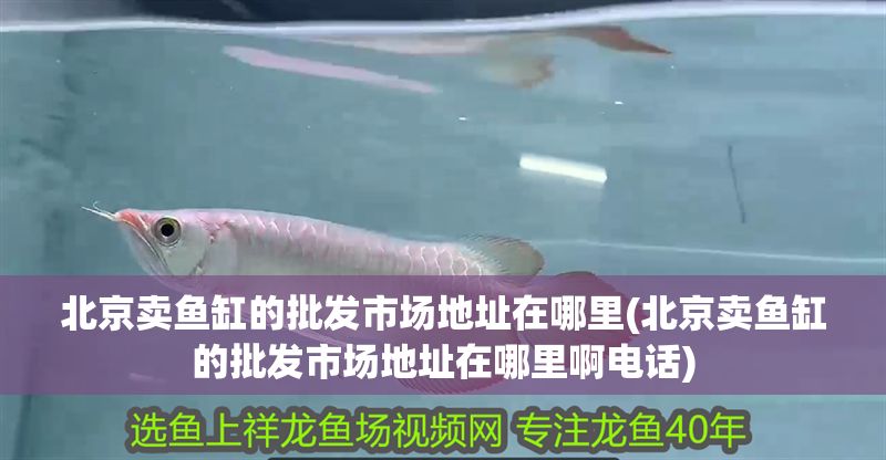 北京賣魚缸的批發(fā)市場地址在哪里(北京賣魚缸的批發(fā)市場地址在哪里啊電話)