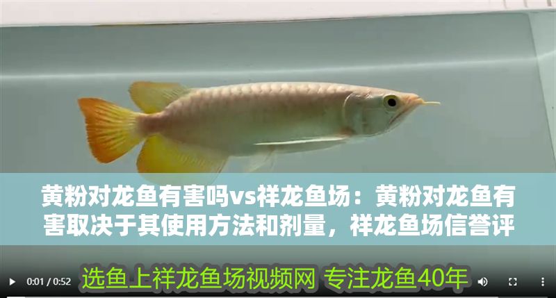 黃粉對龍魚有害嗎vs祥龍魚場：黃粉對龍魚有害取決于其使用方法和劑量，祥龍魚場信譽評價