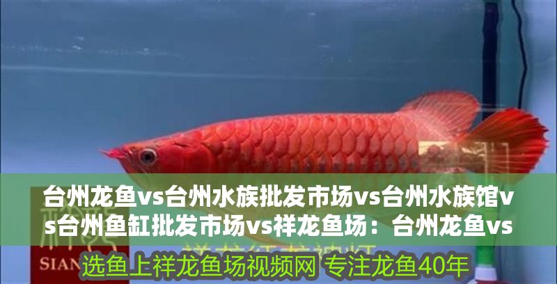 臺州龍魚vs臺州水族批發(fā)市場vs臺州水族館vs臺州魚缸批發(fā)市場vs祥龍魚場：臺州龍魚vs臺州水族批發(fā)市場vs臺州魚缸批發(fā)市場評價