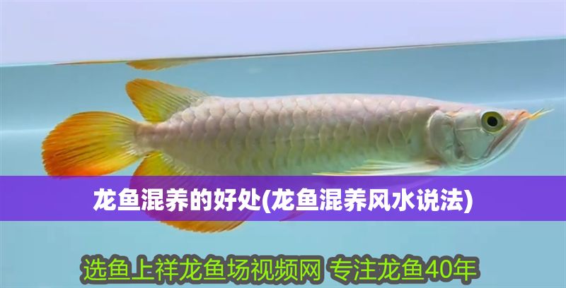 龍魚混養(yǎng)的好處(龍魚混養(yǎng)風(fēng)水說法) 豬鼻龜百科 第1張 龍魚混養(yǎng)的好處(龍魚混養(yǎng)風(fēng)水說法) 龍魚混養(yǎng)的好處(龍魚混養(yǎng)風(fēng)水說法) 豬鼻龜百科 第1張