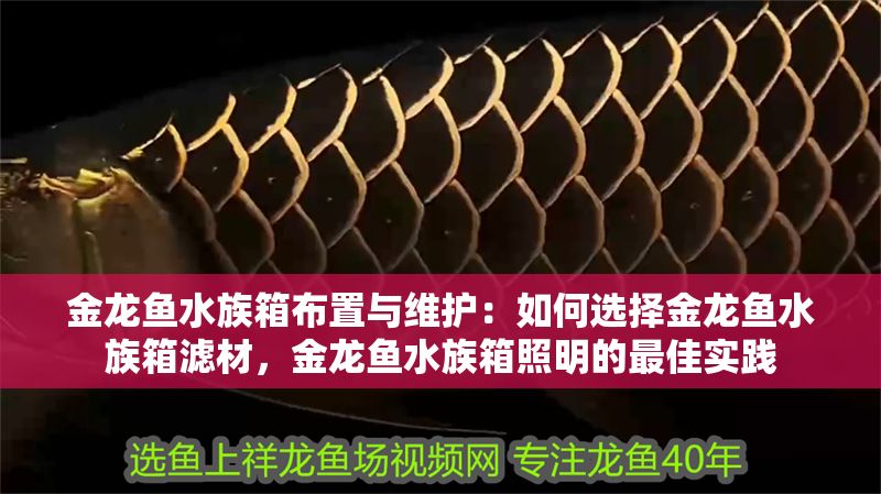 金龍魚水族箱布置與維護：如何選擇金龍魚水族箱濾材，金龍魚水族箱照明的最佳實踐