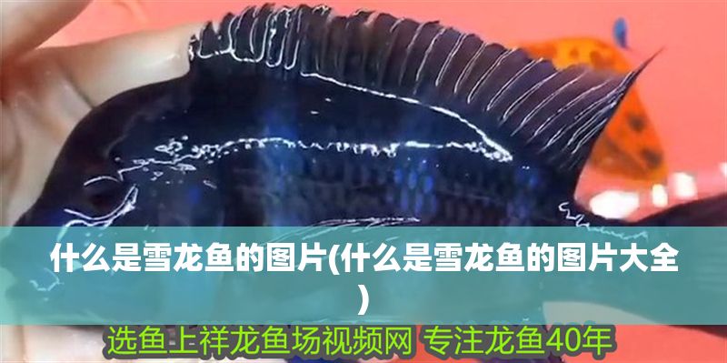 什么是雪龍魚的圖片(什么是雪龍魚的圖片大全)