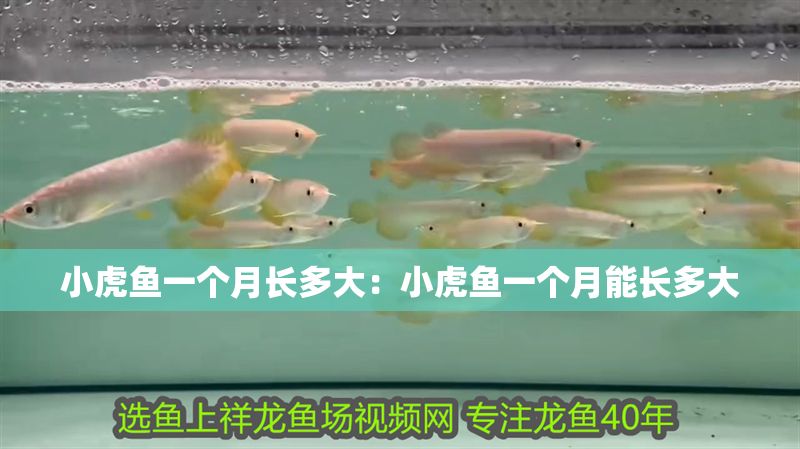 小虎魚(yú)一個(gè)月長(zhǎng)多大：小虎魚(yú)一個(gè)月能長(zhǎng)多大