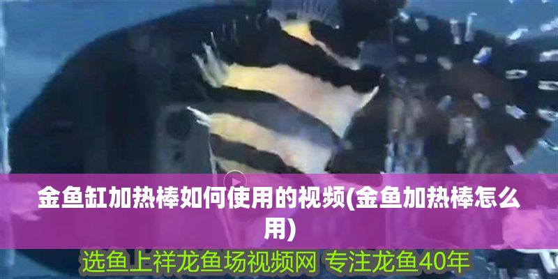 金魚缸加熱棒如何使用的視頻(金魚加熱棒怎么用) 黃金貓魚百科 第1張 金魚缸加熱棒如何使用的視頻(金魚加熱棒怎么用) 金魚缸加熱棒如何使用的視頻(金魚加熱棒怎么用) 黃金貓魚百科 第1張