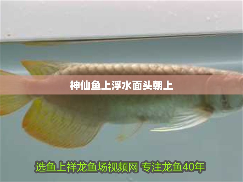 神仙魚上浮水面頭朝上 神仙魚上浮水面頭朝上 龍魚百科