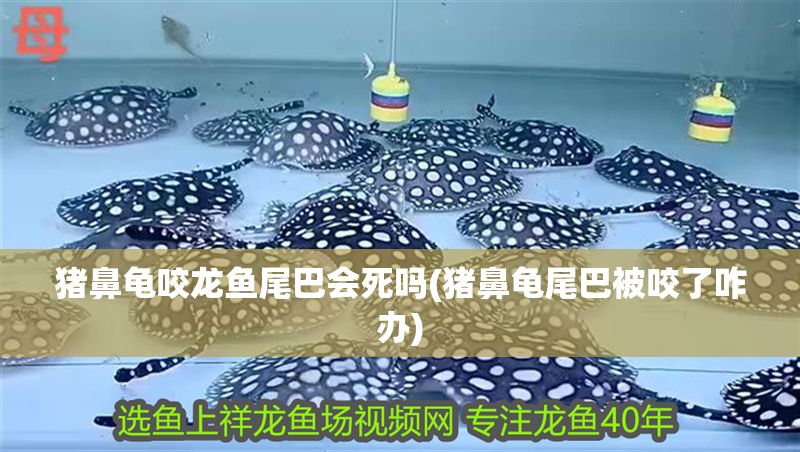 豬鼻龜咬龍魚尾巴會死嗎(豬鼻龜尾巴被咬了咋辦)