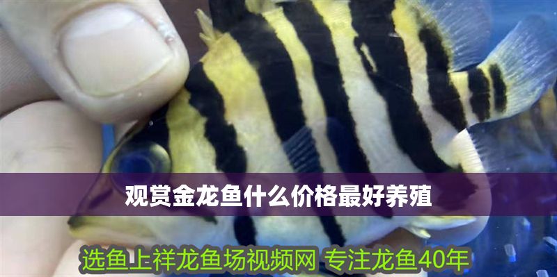 觀賞金龍魚什么價(jià)格最好養(yǎng)殖