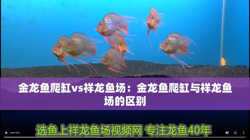 金龍魚爬缸vs祥龍魚場：金龍魚爬缸與祥龍魚場的區別