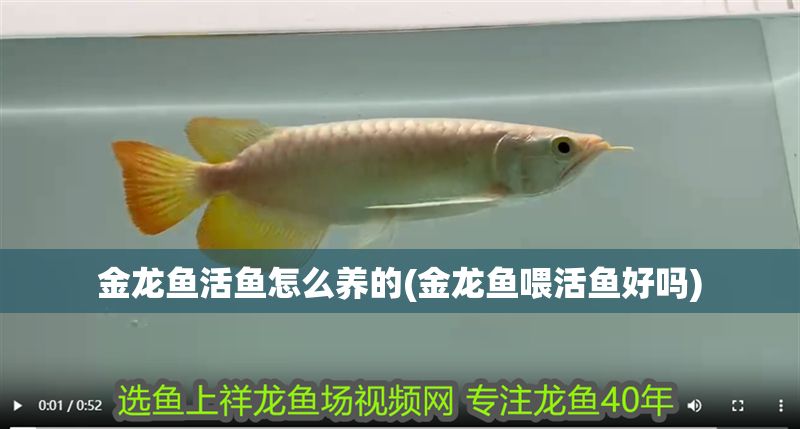 金龍魚活魚怎么養的(金龍魚喂活魚好嗎)